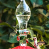 Clear Ladybug